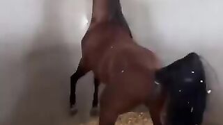 The two horses