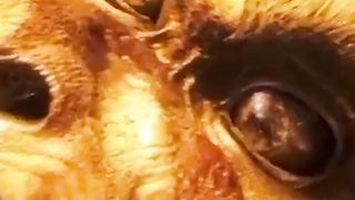 Video25
