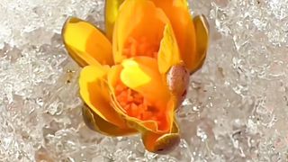 What a bloom natures power natural beauty