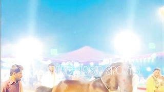#foryou#febspotvedio #Foryoupage #trending #horselover #horse #500k #fyp #1M #impres.10