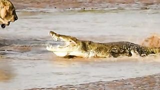 crocodile beaten by young lion