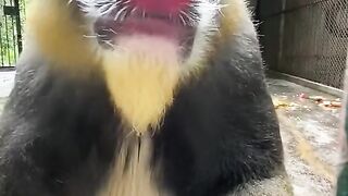 does anyone know what type of monkey this is?