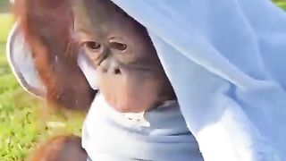 Chimpanzees are very cute babies