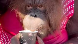 Have you had coffee?