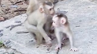 Monkeys are happy with their friends