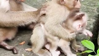 mother monkey with her two children