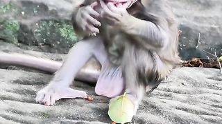 what do little baby monkeys eat