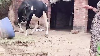 #shorts #dance by #khushiverma-DH33FV7Fopw-720p-1705808268.