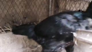 The black hen ll hen hen hen