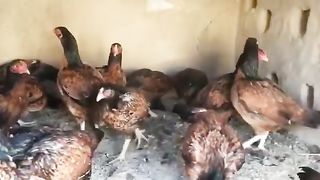 A flock of hens