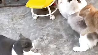 Cat's 3