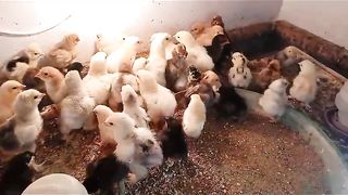 Choozo ko Pani ki zarorat hoti hay