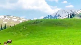 Siri Paye Meadows, Kaghan Valley KPK Pakistan.#beautyofpakistan #stdents #hunza #hunzabeauty #entertainment #gilgit #nature