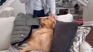 My dog made a HUGE mistake!