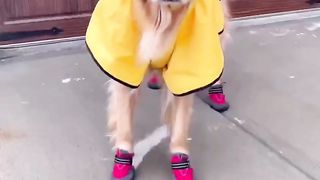 Giving a shelter dog the best day! #shelterdogsaturday #dog #goldenretriever