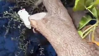 WHEN YOUR TREE CANT CLIMB DOWN THE LLAMA