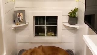 Is this the worlds best doghouse？! #dog #goldenretriever