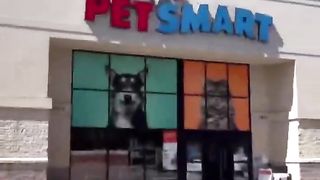 I bought my dog anything his nose touched! #dog #goldenretriever