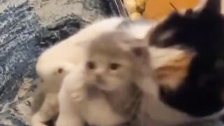 A mother cat who loves her children