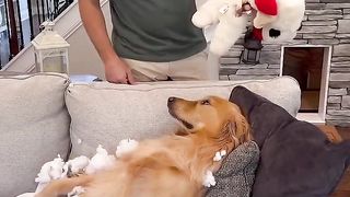 My dog ruined my credit! #dog #goldenretriever