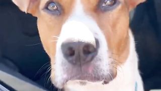 We took this abandoned shelter dog out for the best day ever! #dog