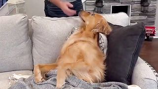 My dog made me eat dog food!