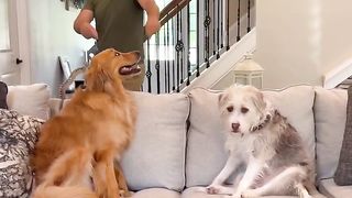 My dogs sabotaged me! #dog #goldenretriever