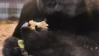 Funny Monkey Viral Video 135