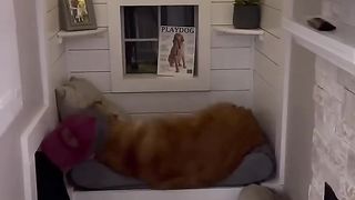 My dog destroyed my house! #dog #goldenretriever