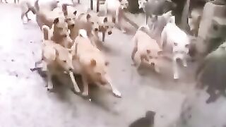 Brave cat 2