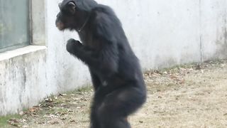 Funny Monkey Viral Video 137