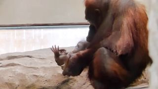 Funny Monkey Viral Video 138