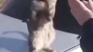 Funny Cat Viral Video 119