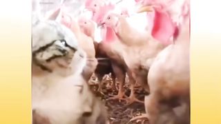 Cats funny reaction