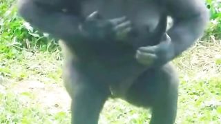 Funny Monkey Viral Video 139