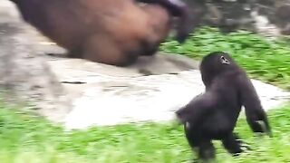 Funny Monkey Viral Video 140