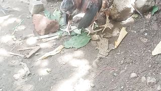 Ayam jago kelahi