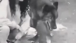 BLACK WOLF
