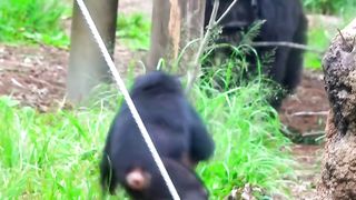Funny Monkey Viral Video 141