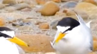 kesabaran seekor burung merajut untuk buat rumah