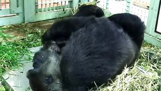 Funny Monkey Viral Video 142