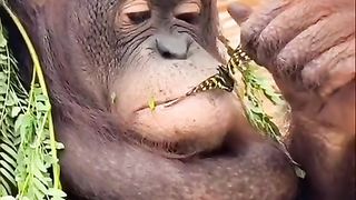 Funny Monkey Viral Video 143