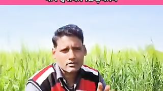 माहू कीट का नियंत्रण किसान कैसे करें