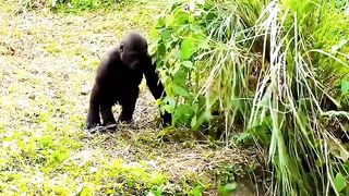 Funny Monkey Viral Video 144