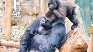 Funny Monkey Viral Video 145