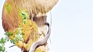 Funny Monkey Viral Video 146