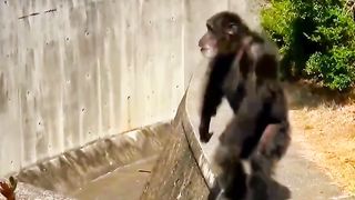Funny Monkey Viral Video 147