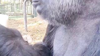 Funny Monkey Viral Video 148