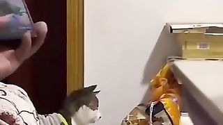 Я РЖАЛ ДО СЛЕЗ ???? СМЕШНЫЕ КОШКИ И СОБАКИ _ СМЕШНЫЕ ЖИВОТНЫЕ 2023 ???? ЛУЧШИЕ ПРИКО