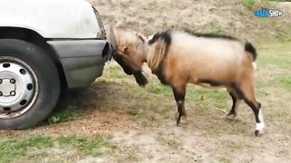 БАРАНЫ И КОЗЛЫ АТАКУЮТ! ПРИКОЛЫ С БАРАНАМИ СМЕШНЫЕ КОЗЛЫ